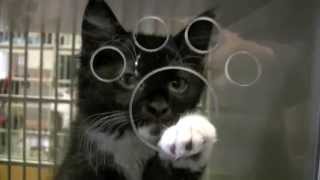 Find Your Forever Feline Friend!