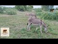 Donkeys Grazing And Mating By A Rain Pond Peaceful Countryside Scene GlobalDonkeyWatch999 Donkeys Grazing And Mating By A Rain Pond Peaceful Countryside Scene GlobalDonkeyWatch999