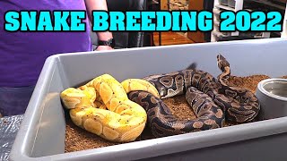 See this year's pairings! Part 1. What is coming in CLOWN? GHOST? AXANTHIC?? Some ball pythons! Profile