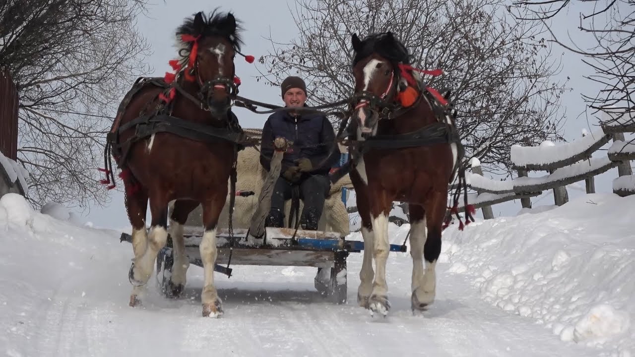Plimbare Cu Sania Cu Octavian De La Marisel Cluj 2019 Youtube