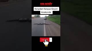 Karşıdan Karşıya Geçen Anakonda Çbilgiler Ç