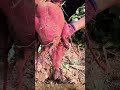 Unearthing a MONSTER Sweet Potato