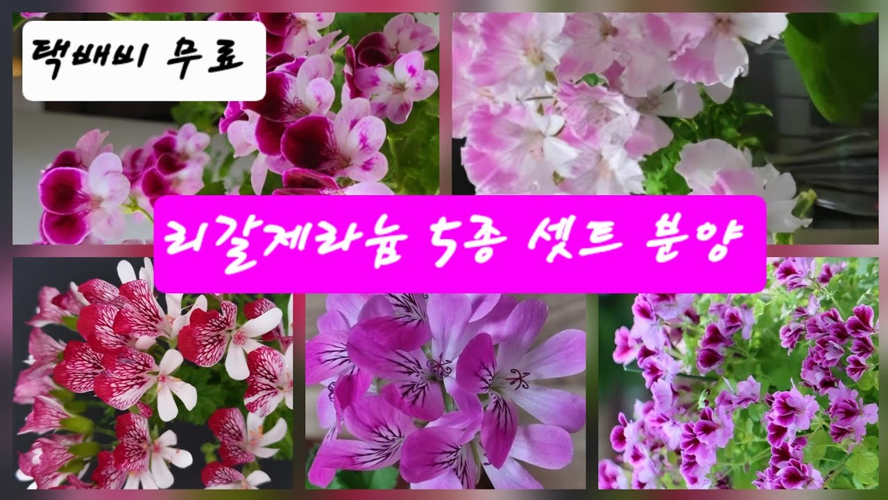 리갈제라늄 5종 셋트 4만원 분양  무료배송 문자주문 010~8481~5493