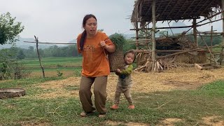 Full video, working days, raising chickens, and picking vegetables for sale @maixoa4651