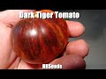 ⟹ Dark Tiger Tomato | Solanum lycopersicum | Tomato Review