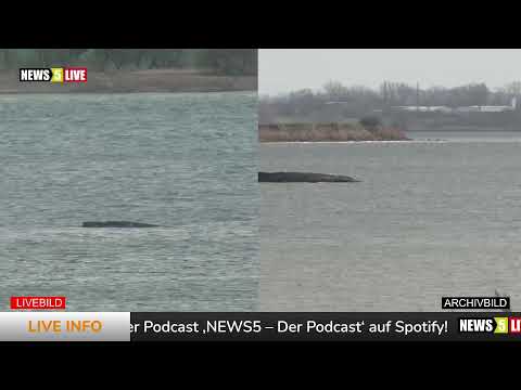 LIVE: Buckelwal "Hope" vor der Insel Poel - Tag 13 -
