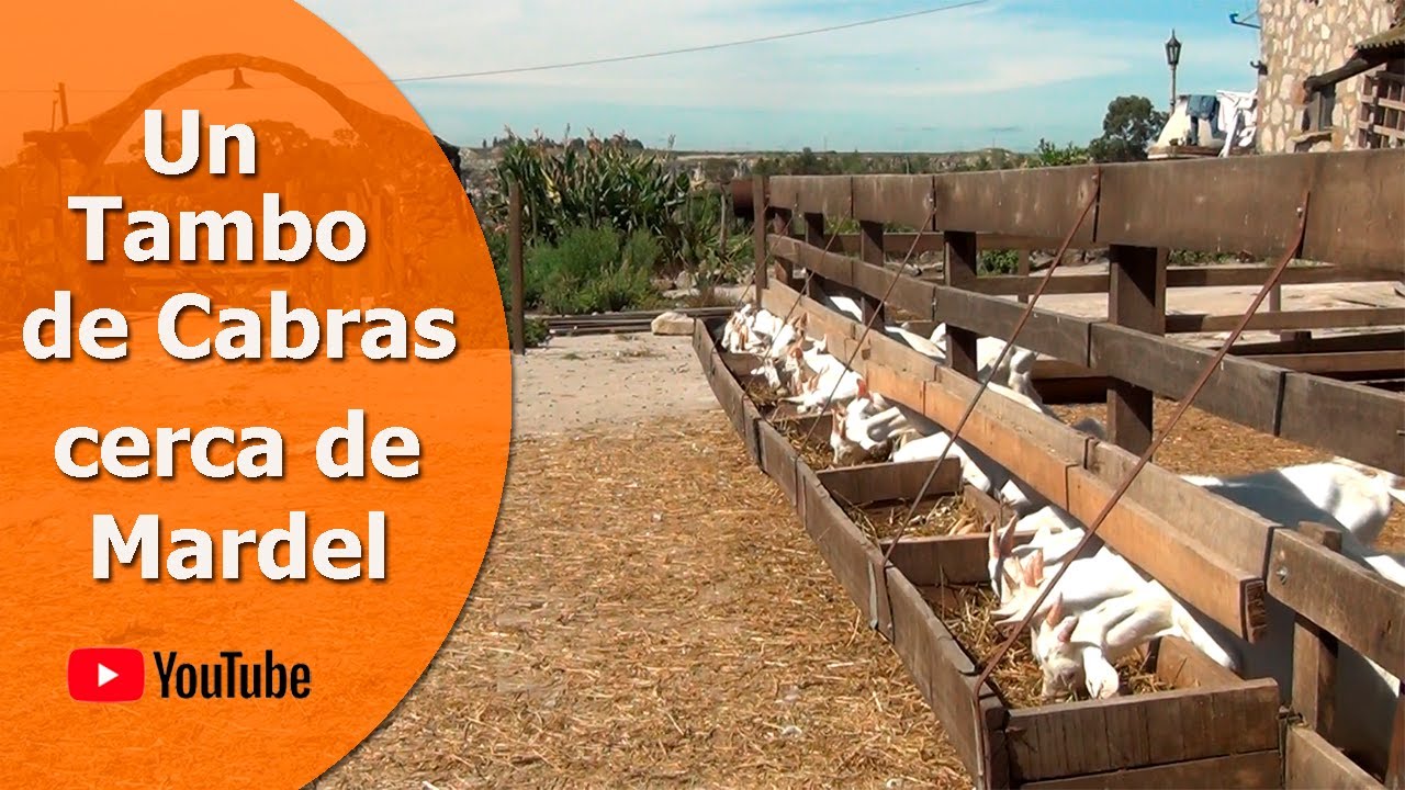 Un Tambo de Cabras cerca de Mar del Plata - Granja la Piedra se encuentra en Estación Chapadmalal