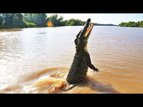 10 Животных с Необычными Способностями
