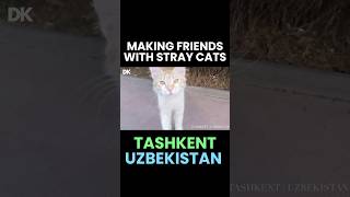 ウズベキスタン猫に懐かれる｜Last Day in Uzbekistan 🐈🇺🇿