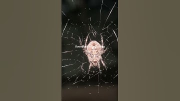 Spider making web