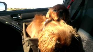 Two Dogs Car Ride Ruby Cavalier King Charles Spaniels(2)