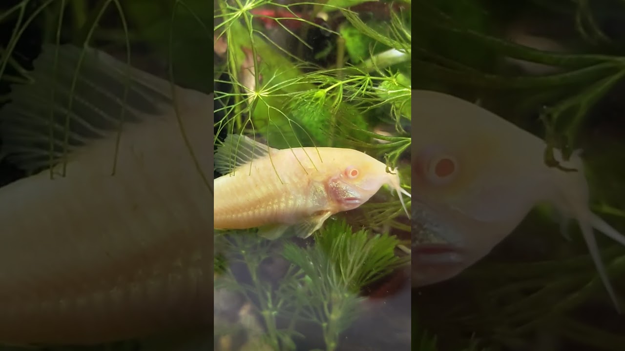 Corydoras catfish. Adorable and active bottom-dwellers! 