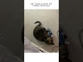 Recording my cat when she decides its my time 😹💥