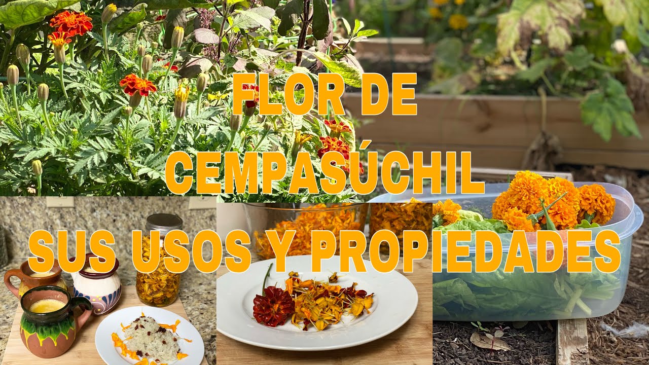 LA FLOR DE CEMPASÚCHIL RECETAS, SUS USOS Y PROPIEDADES - YouTube