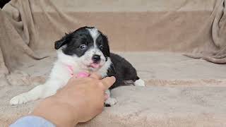 Koko - Pink collar from KC's Litter - Black border collie puppy by Carrilea Wilson 182 views 1 month ago 22 seconds