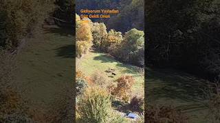 Gidiyorum Yayladan Güz Geldi Onun İçun