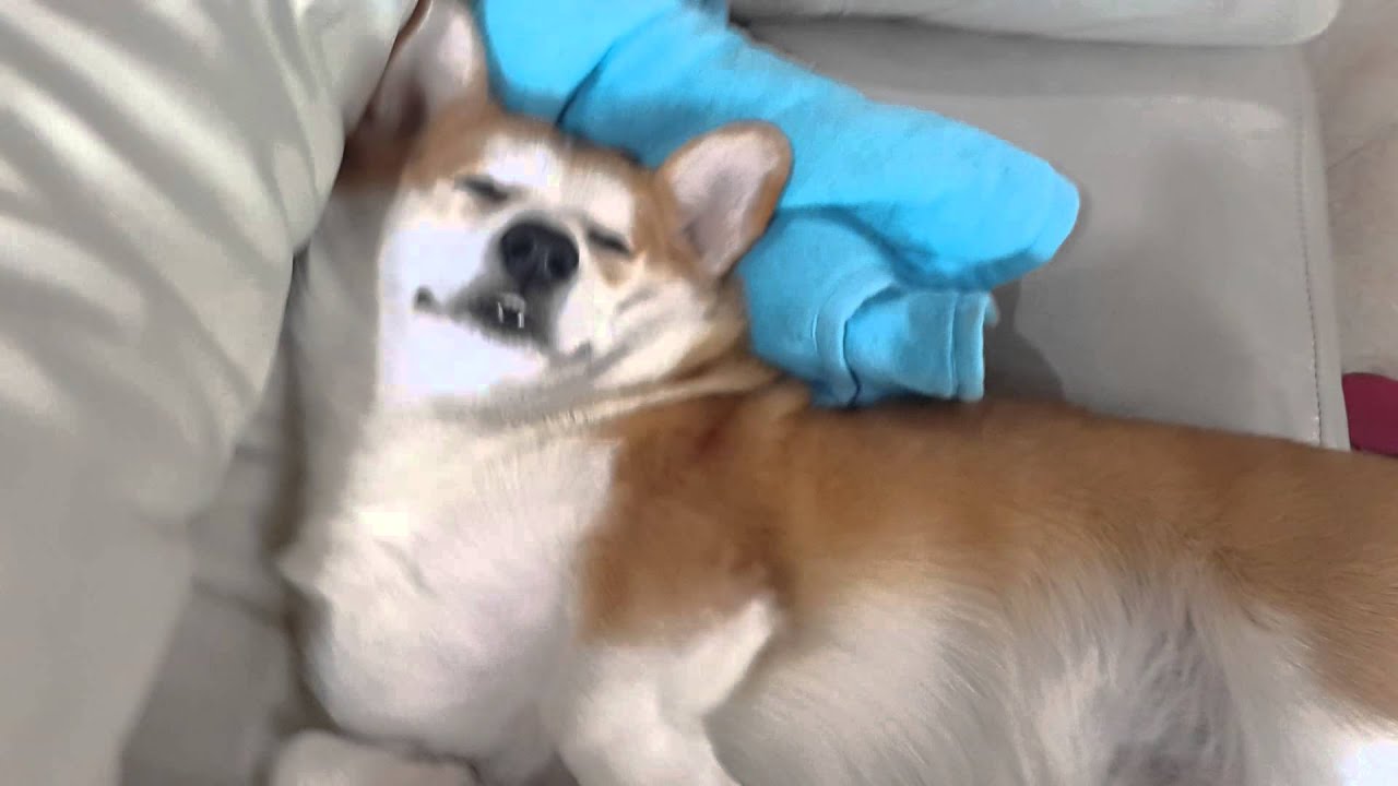 ZEUS FUNNY CORGI - CORGI UNIQUE SLEEPING STYLE