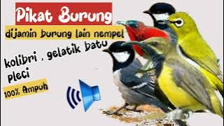 Suara pikat pleci gelatik batu rambatan | Burcil lain ikut nyamber | pikat anti zonk | suara jernih