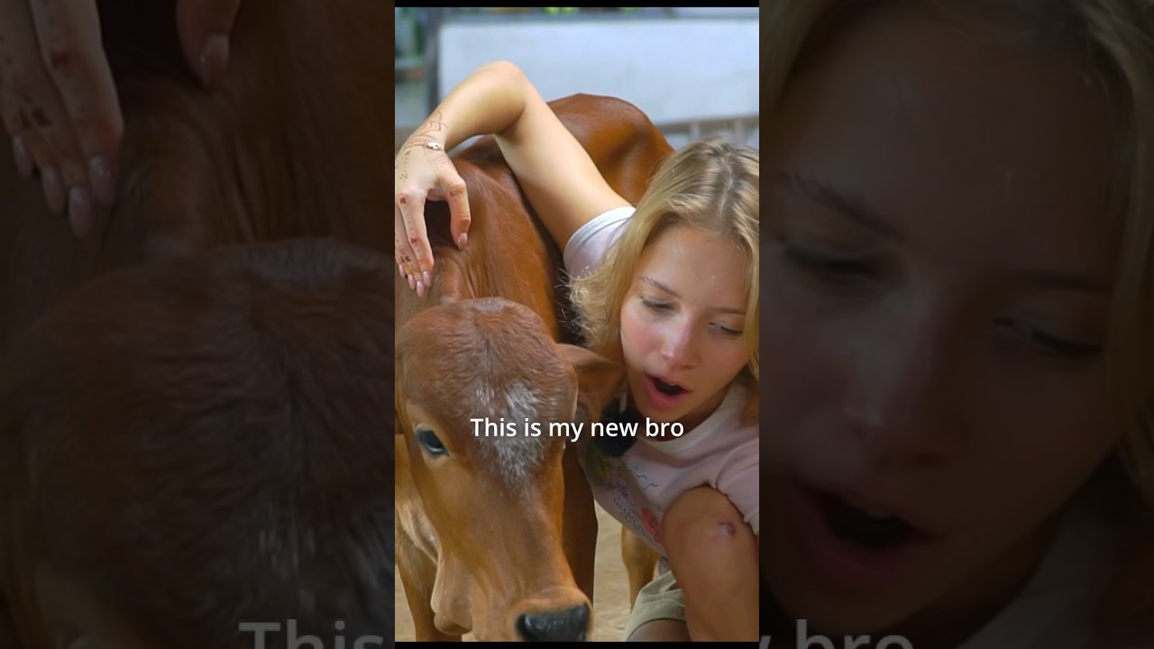 Indian cows 🐮 don’t like me, Russian girl visits gaushala 🇮🇳