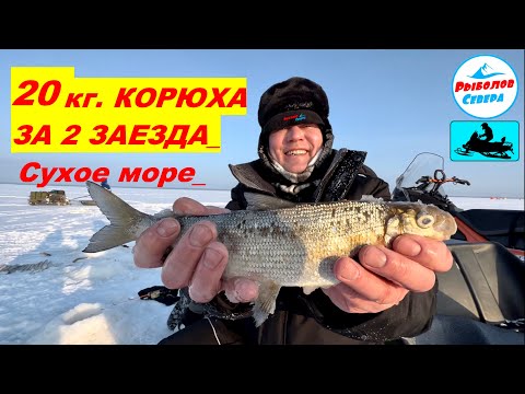 ✅20 КГ КОРЮХА ЗА 2 ЗАХОДА😃🎣🐟 l СУХОЕ МОРЕ I СЮРПРИЗ ВНУТРИ🎁 #рыболов_севера #рыбалка2024#корюшка