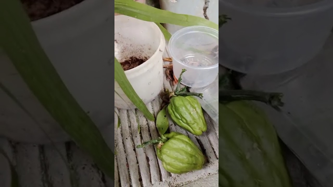 2 parte así que do mi planta🙏☘️🍀🇲🇽🇲🇽bendiciones para todos 🙏 