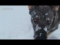 Daisy Playing in Snow German Sheperds love the Snow