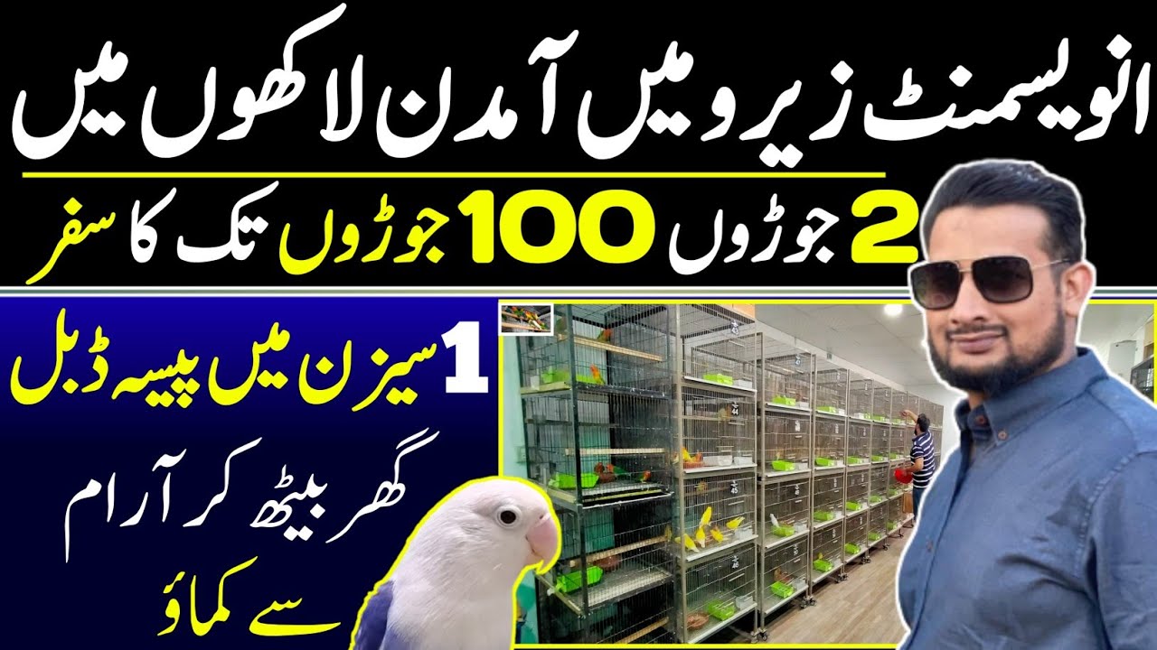 How To Start Love birds Farming Small Setup Big Earning|Lovebirds Beautiful Business idea