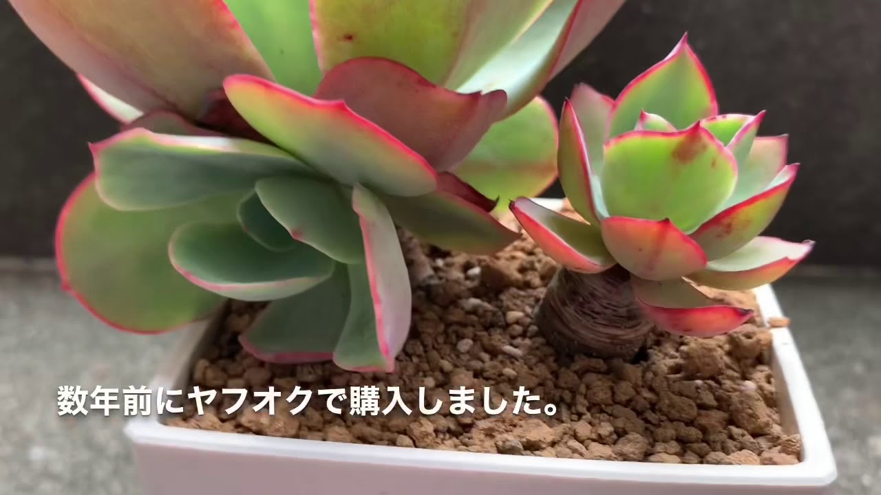 Echeveria Powder Blue 揭密真相