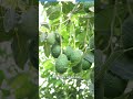 Capacitaciones para exportar aguacate Hass