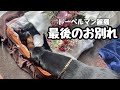 ドーベルマン麗羅　最後のお別れ【Doberman】