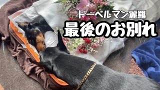 ドーベルマン麗羅　最後のお別れ【Doberman】