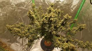 Grow room update:  week 7 flower for Bruce Banner and time to harvest the SC×BW