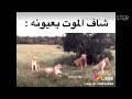 أفضل تجميعه لمقاطع لايكي المضحكه Likee Funny Videos 