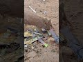 Little Boar Eating Bamboo Shoot #farming #amazing #bamboo #viral #fruit #farmlife #wildlife