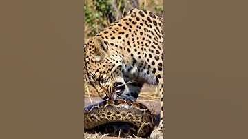 What will the leopard discover inside the python’s belly? 🐆🐍❓😱 표범은 비단뱀의 배 속에서 무엇을 발견하게 될까? #leopard