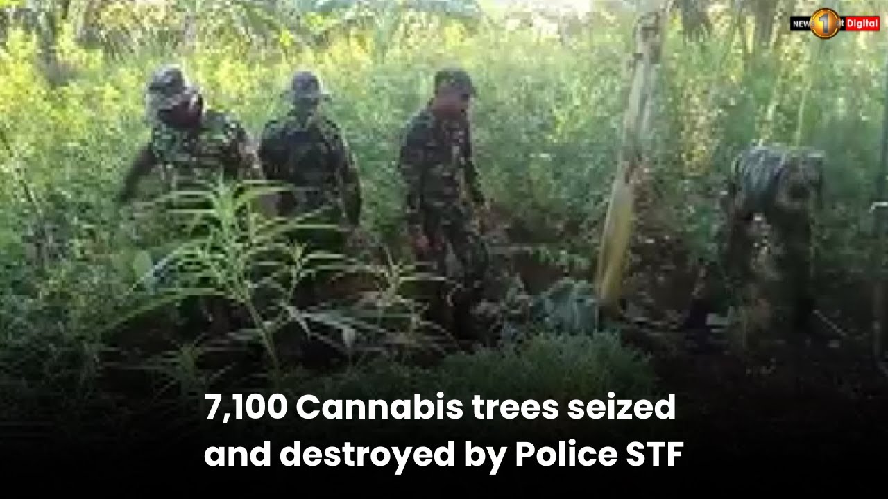 7,100 Cannabis trees seized and destroyed by Police STF