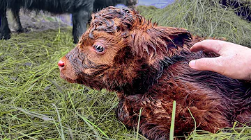 Mom's Unexpected Reaction to Newborn Calf