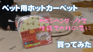 ペット用ホットカーペットを買ってみました【子犬お迎え準備】カニンヘンダックス／生後2か月／puppy