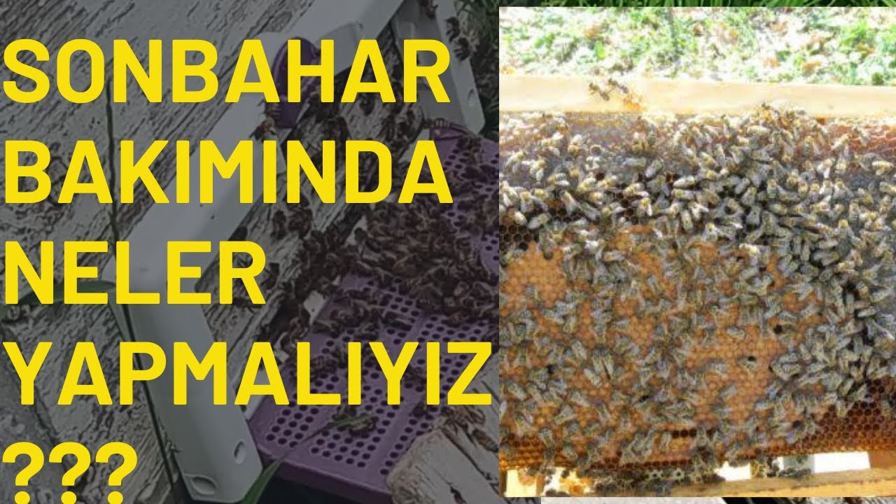 Sonbahar bakımı nasıl olmalı? Anaya yavru attırma yolları? #arı #bee #beekeeping #arıcılık #sonbahar