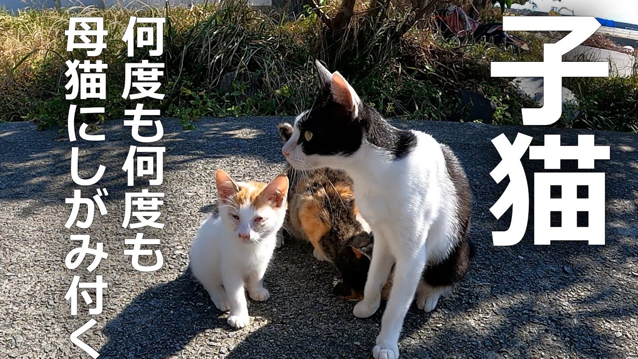子猫に授乳拒否⁉何度も何度もしがみつくその理由は…