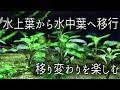 水上葉から水中葉へ移行 の動画、YouTube動画。