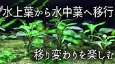 水上葉から水中葉へ変化する過程 簡単な水草レイアウト水槽 アクアリウム30 水槽 Youtube