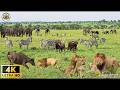 4K African Wildlife Under the Kalahari Stars – Immersive Visuals and Real Sounds