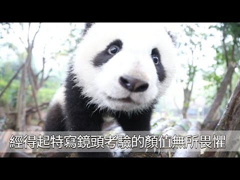 《熊貓早晚安》經得起特寫鏡頭考驗的顏值無所畏懼 | iPanda