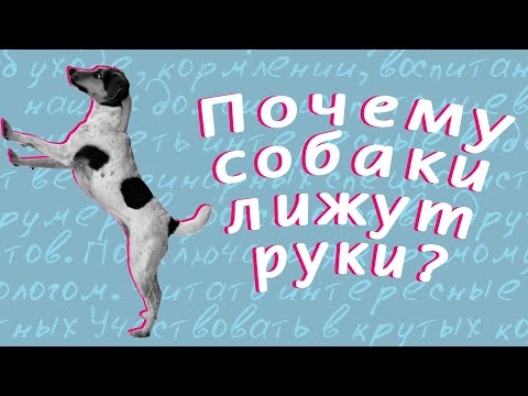 Почему собаки лижут руки хозяина?