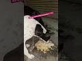 Hungry stray dog #dog #straydog #streetdog #humanity #hungry #adoptstrays #reels #shorts #fypシ