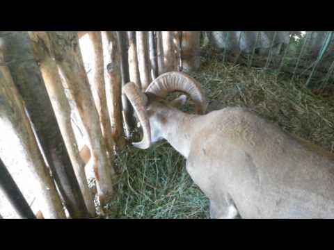 Гибриды архара и овцы! Hybrid of argali and sheep