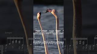 Dance Of The Flamingo Full Video On My Channel