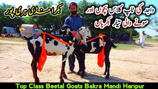 Top Class Beetal & Makhi Cheeni Goats | Bakra Mandi Haripur 2021 | Bacho Wali Or Ghaban Bakriyan