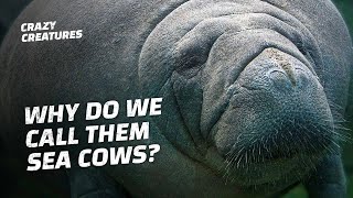 Manatees Are Facing Extinction